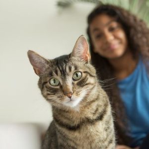 Grey cat with green eyes looking directly at camera with a pet sitter in the background
